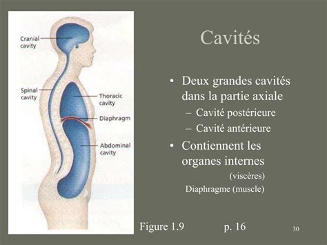 cavité dans le corps crostic|Cavité dans le corps [ Crostic Solution ] .